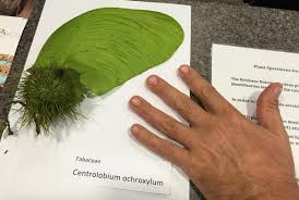 Image result for Centrolobium