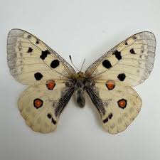 Image result for Parnassius apollo