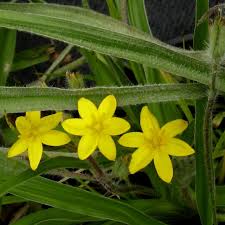Image result for Hypoxis angustifolia