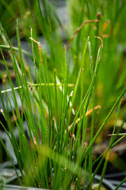 Image result for Zephyranthes candida