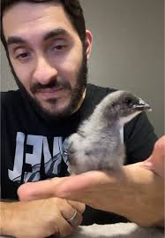Blue Australorp Chicken Eggs