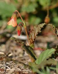 Image result for Hermannia parvula