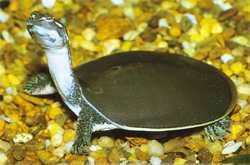 At roughly half that size, the spiny and smooth softshell turtles are more manageable as pets. American Softshell Turtles Reptiles Magazine