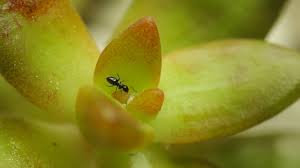 Résultat de recherche d'images pour "ants and mealybugs"