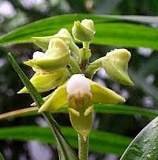 Image result for Polystachya malilaensis