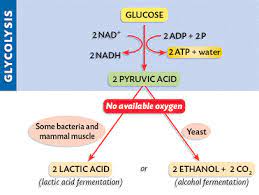 Check spelling or type a new query. What Is The Chemical Equation For Anaerobic Respiration How Is It Determined Quora