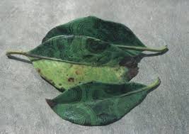 But, as with any beautiful plant, there is a trade off. Virus Diseases Of Shrubs University Of Maryland Extension