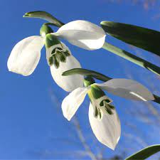 Snowdrop Flower Japanese Meaning Best Flower Wallpaper