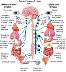 It is made up of the brain and the spinal cord. Central Nervous System Chart Nursing Study Autonomic Nervous System Nurse