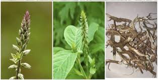 Image result for Achyranthes