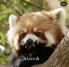 Pin By Olha Yeremenko On Red Panda Scary Animals Fluffy Animals Red Panda Cute