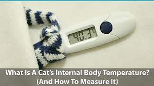 What Is A Normal Cat Internal Body Temperature And How To Measure