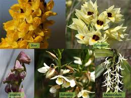 Image result for Orchidaceae