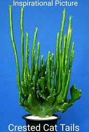 Image result for Leucas alluaudii