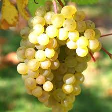 Shop.alwaysreview.com has been visited by 1m+ users in the past month Vigne Raisin De Table Chasselas Dore Vente En Ligne De Plants De Vigne Raisin De Table Chasselas Dore Pas Cher Leaderplant