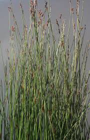 Reed is a naturally sturdy material that lays flat and does not diffuse outward like our mexican african cape reed thatch is typically 10 degrees cooler than alternative roofing materials in the summer and 10 degrees warmer in the winter. Cape Thatching Reed Life Is A Garden