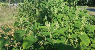 Japanese knotweed is susceptible to a range of herbicides including glyphosates, such as 'roundup biactive' and 'glyphos how do you get rid of knotweed? Japanese Knotweed How To Control And Remove It Wur