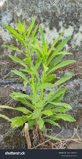 Image result for Erigeron sumatrensis