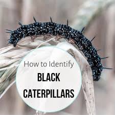 Black Caterpillars An Identification Guide To Common Species Black Caterpillar Caterpillar Caterpillar Insect