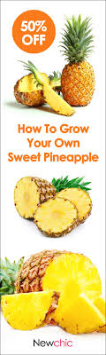 Egrow 100pcs Sweet Pineapple Seeds Home Garden Potted Delicious Edible Fruit Seed Bonsai Plants Raised Veggie Gardens Pineapple Seeds Fruits And Veggies