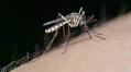 Health Alert Issued in Sevilla as West Nile Virus Found in Mosquitoes