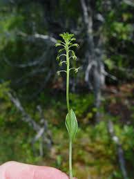 Image result for Malaxis katangensis