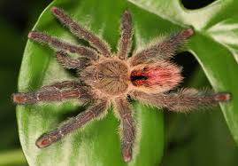 Image result for Rosa sp.