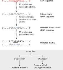 Image result for Infectivity