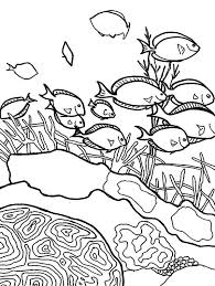 Coral Reef Fish School Of Coral Reef Fish Coloring Pages Fish Coloring Page Coral Reef Drawing Coloring Pages