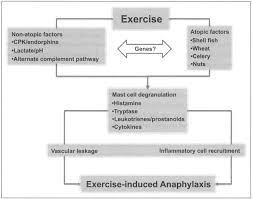 Image result for Exercise-Induced Anaphylaxis
