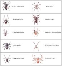 Spiders Spider Identification Spider Classification
