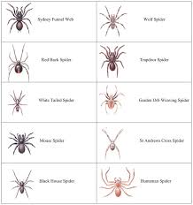 spiders spider identification spider classification