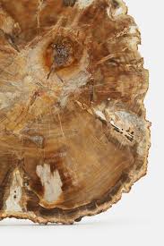 Small Petrified Wood Slab Petrified Wood Wood Slab Fossilized Wood