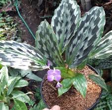 Keindahan taman dan rumah 9 tanaman hias daun paling populer outdoor indoor dan nama inilah pembahasan terkait tanaman hias bunga dan nama latinnya yang dapat kami bagikan. 31 Tanaman Hias Daun Lengkap Gambar Dan Keterangannya