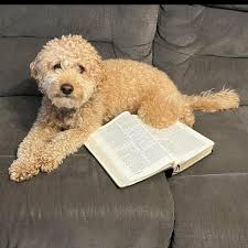 FOUND SAFE! Our dog Millie got loose