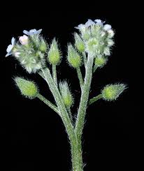 Image result for Cystostemon