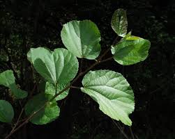 Image result for Trimeria