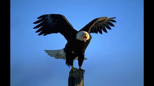 Suara elanglaut bald om kicau download now 930 koleksi gambar burung elang kartun hitam putih gratis download now 570 foto gambar burung png hd terbaru free gambar burung download now reimagining broadway download now logo kepala rajawali making the web com. 28 Gambar Burung Rajawali Gani Gambar