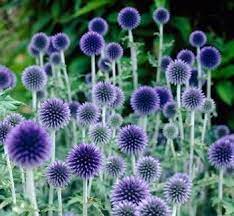 Pin On Perennials