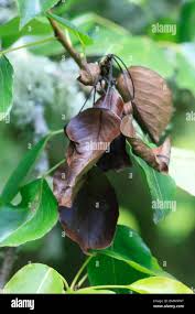 Image result for Pseudomonas syringae