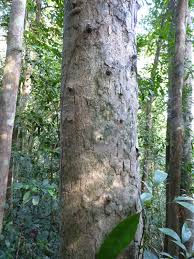 Image result for Pachylobus