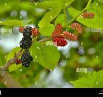 Wild Mulberry tree and Mulberry Fruit Stock Photo - Alamy