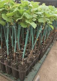 Image result for graft grape vines