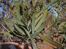 Image result for Atalaya alata