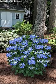 Image result for Ozoroa macrophylla