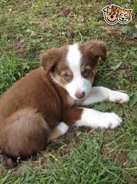 Red Merle And Red Tri Border Collie Pups Auchterarder Perthshire Pets4homes Border Collie Puppies Border Collie Collie