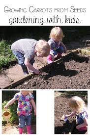 Carrots are hardy, biennial plants that are best when grown as annuals. Growing Carrots From Seeds With Kids