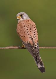 Vidéos sexy, lycéennes en danger. Common Kestrel Wikipedia