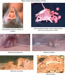 In this video a pest control specialist will explain how baby spider eggs can withstand the pest control and he will also show you what to look for so you can get rid of them. Integrated Management Of Rodent Pests Sciencedirect