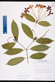 Image result for Combretum indicum